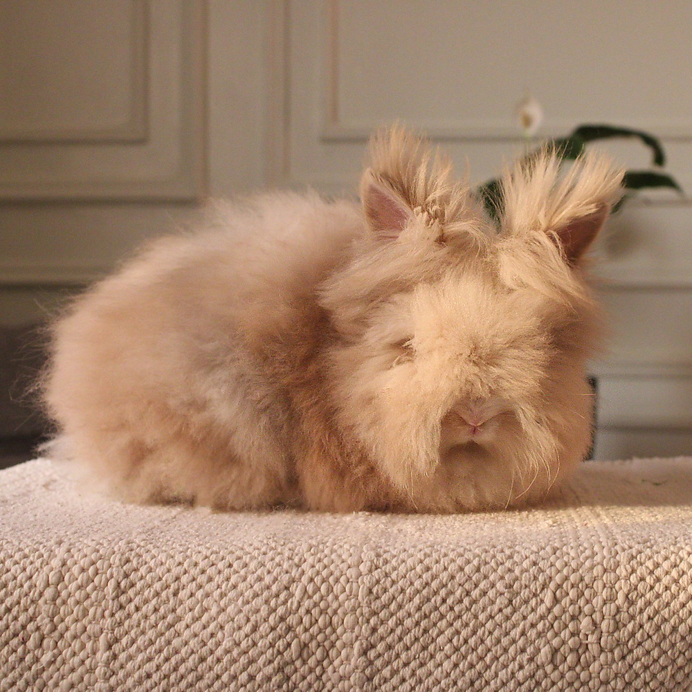 Teddy bear