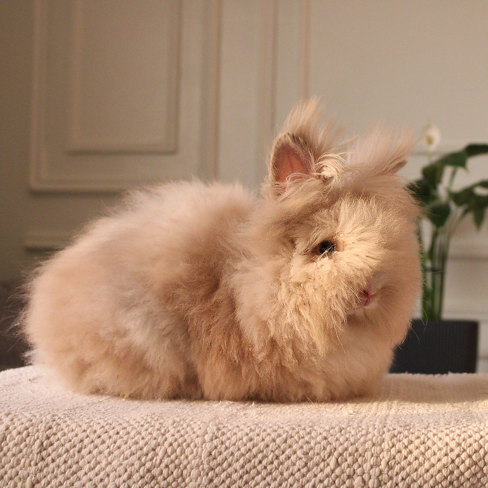Teddy bear