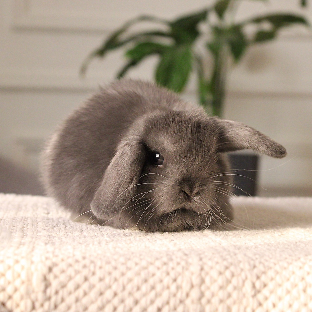 Holland lop - blue