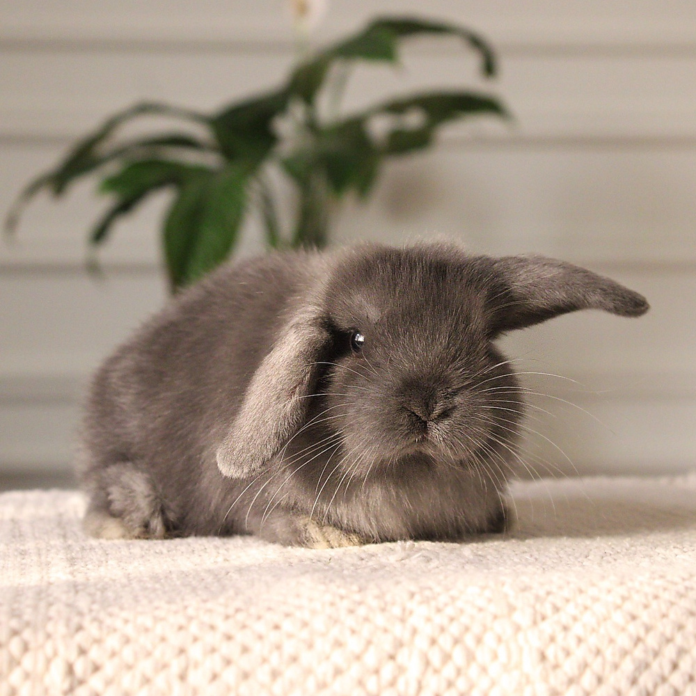 Holland lop - blue