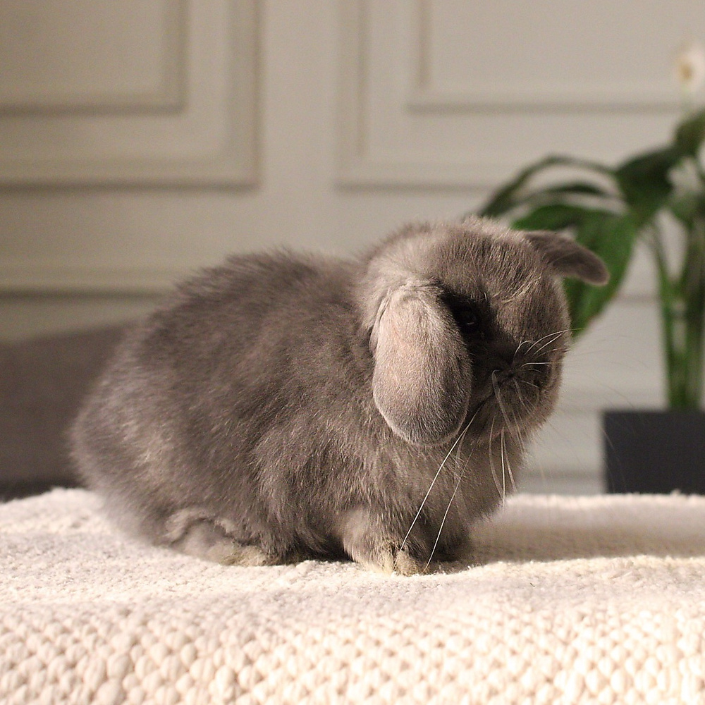 Holland lop - blue