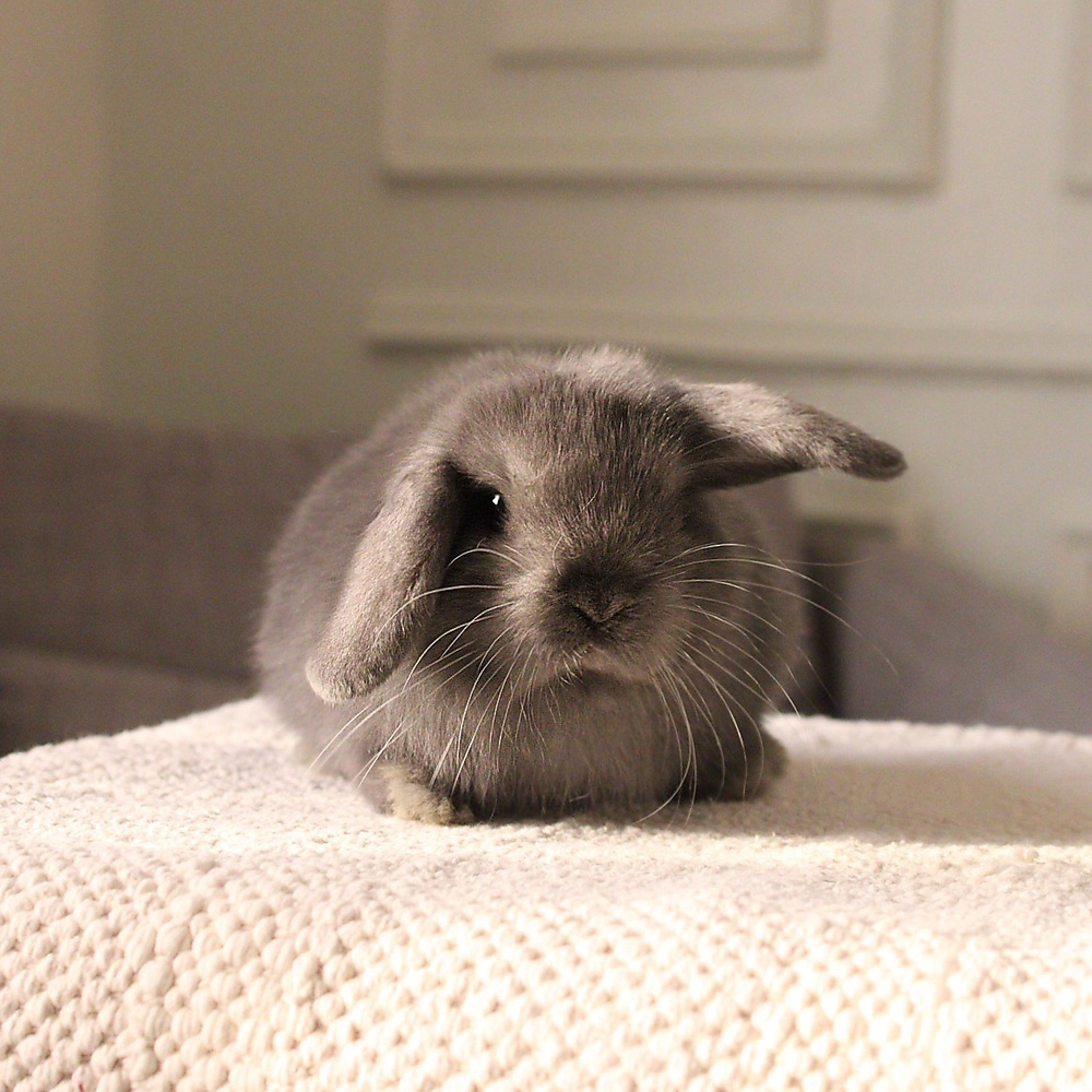 Holland lop - blue