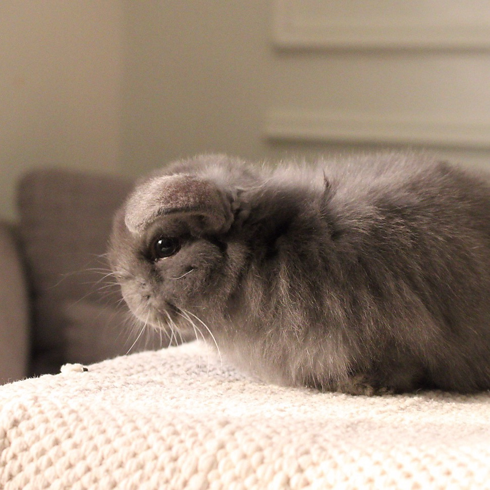 Holland lop - blue