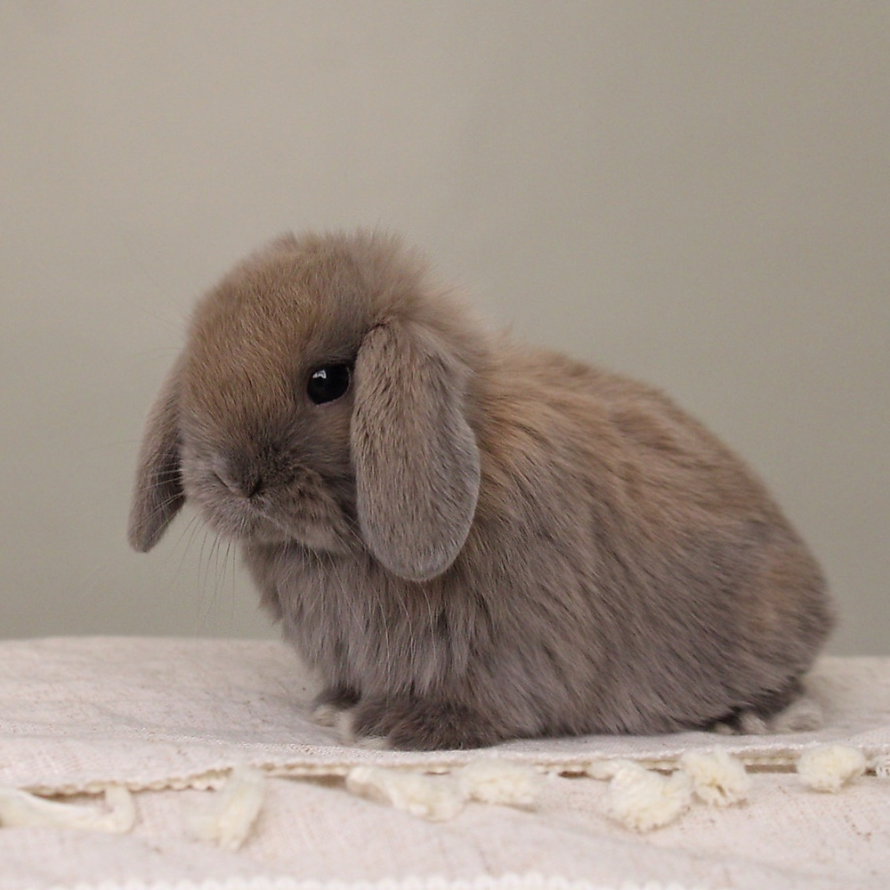 Holland lop - blue tort