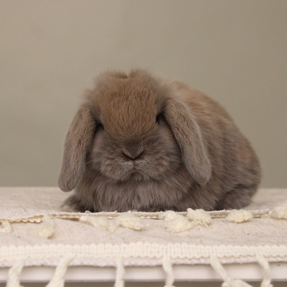 Holland lop - blue tort