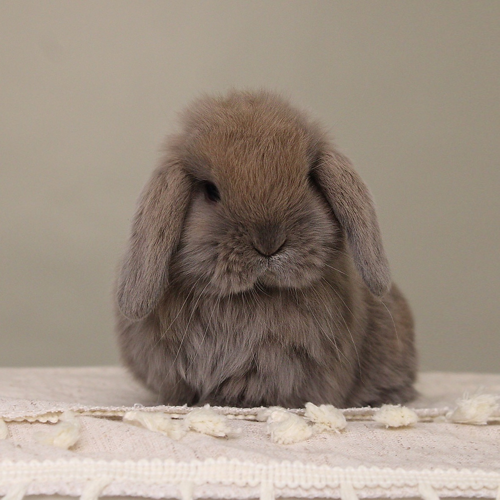 Holland lop - blue tort