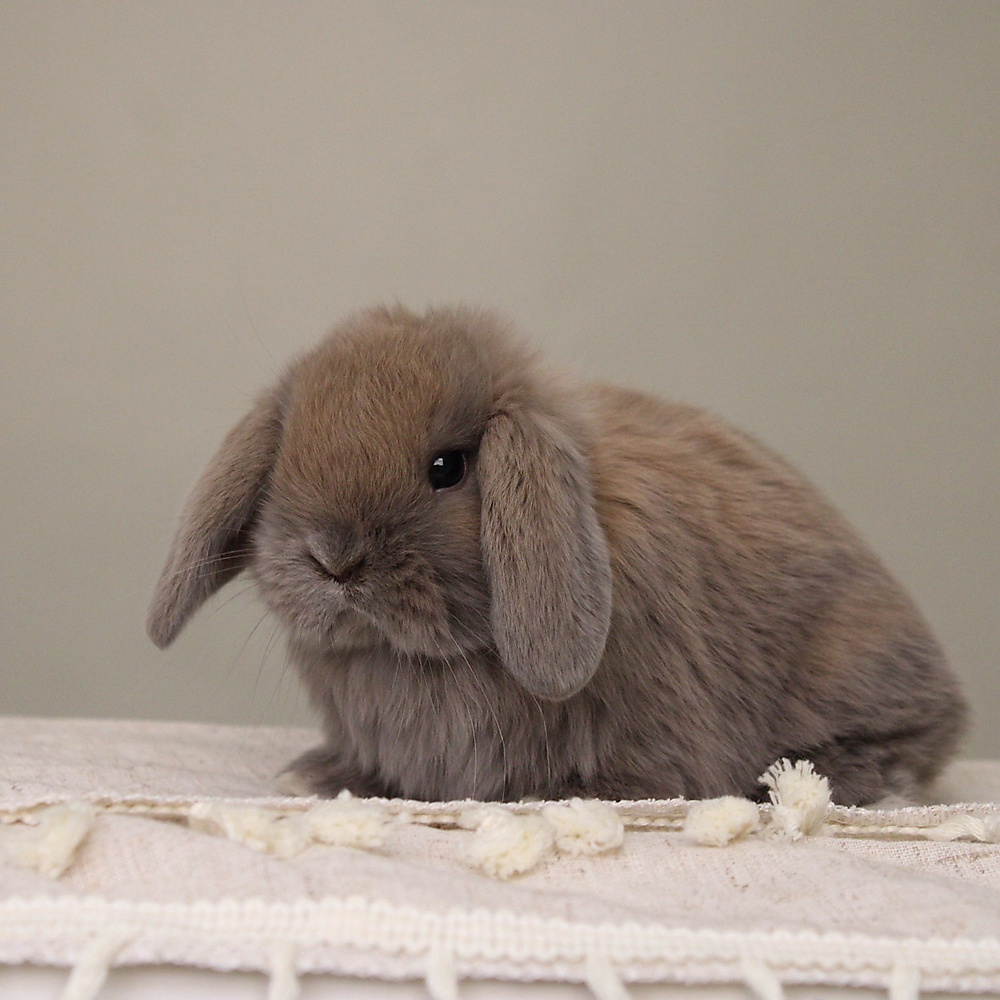 Holland lop - blue tort