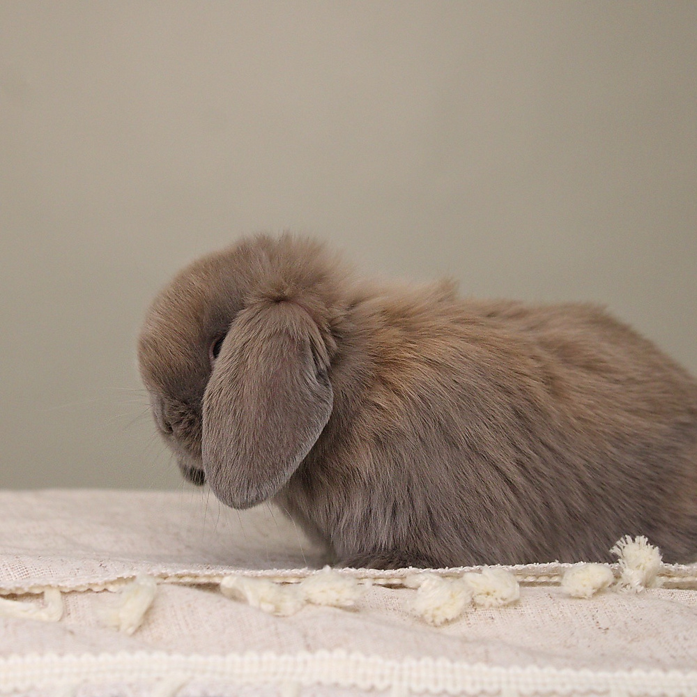Holland lop - blue tort