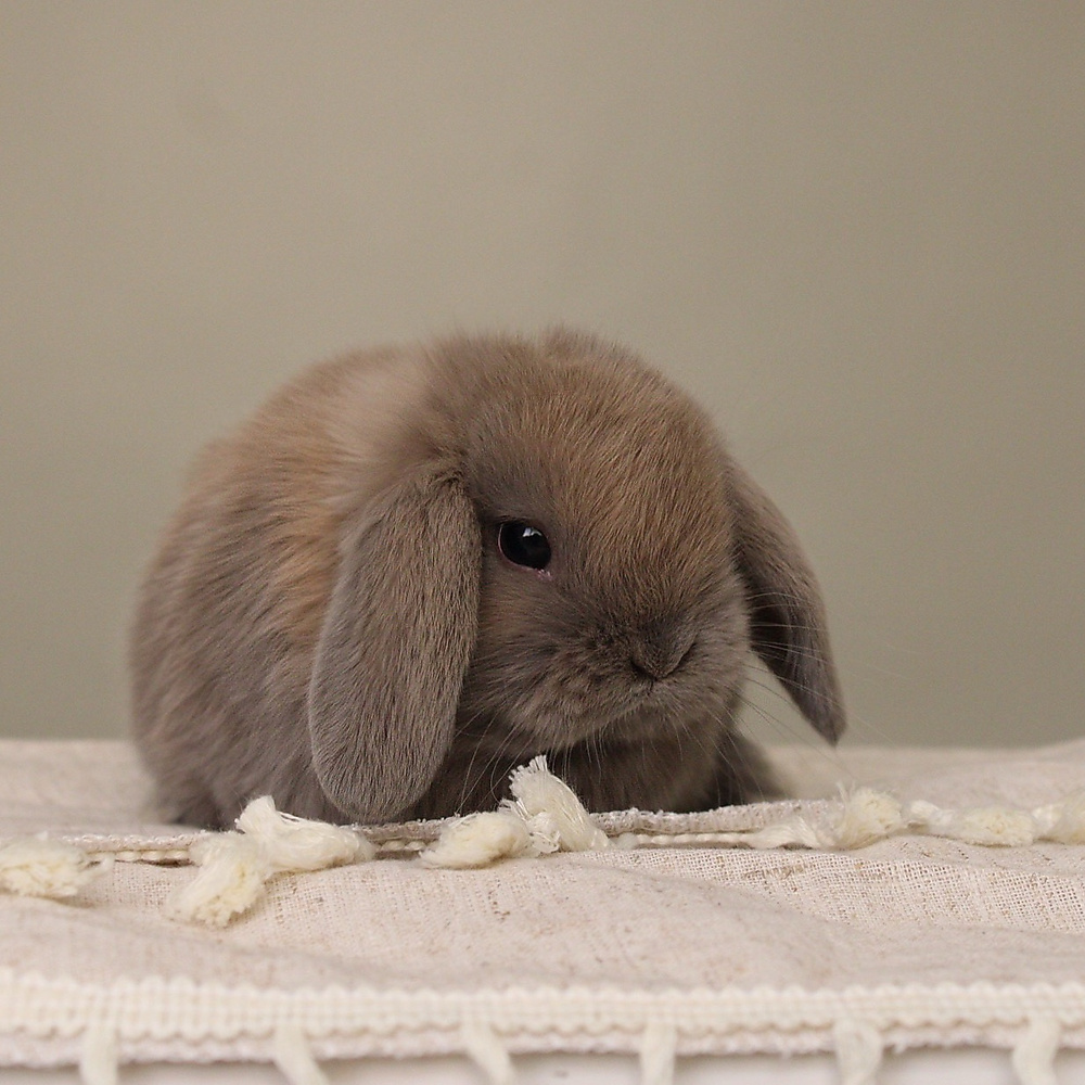 Holland lop - blue tort