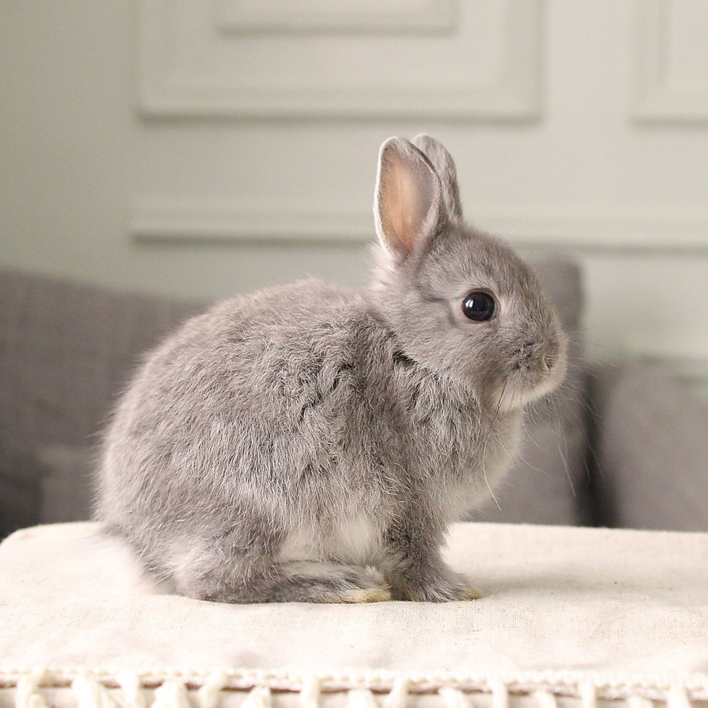 Netherland dwarf  chinchilla