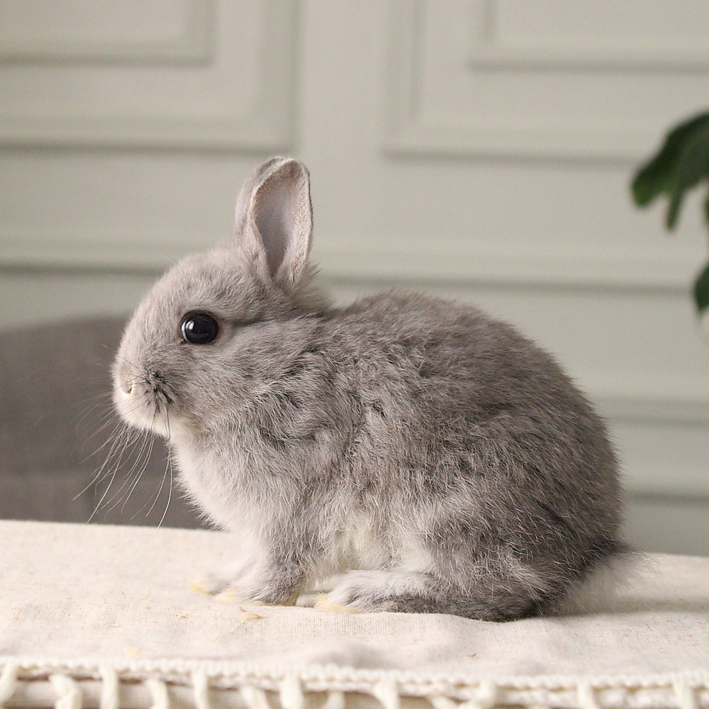 Netherland dwarf  chinchilla
