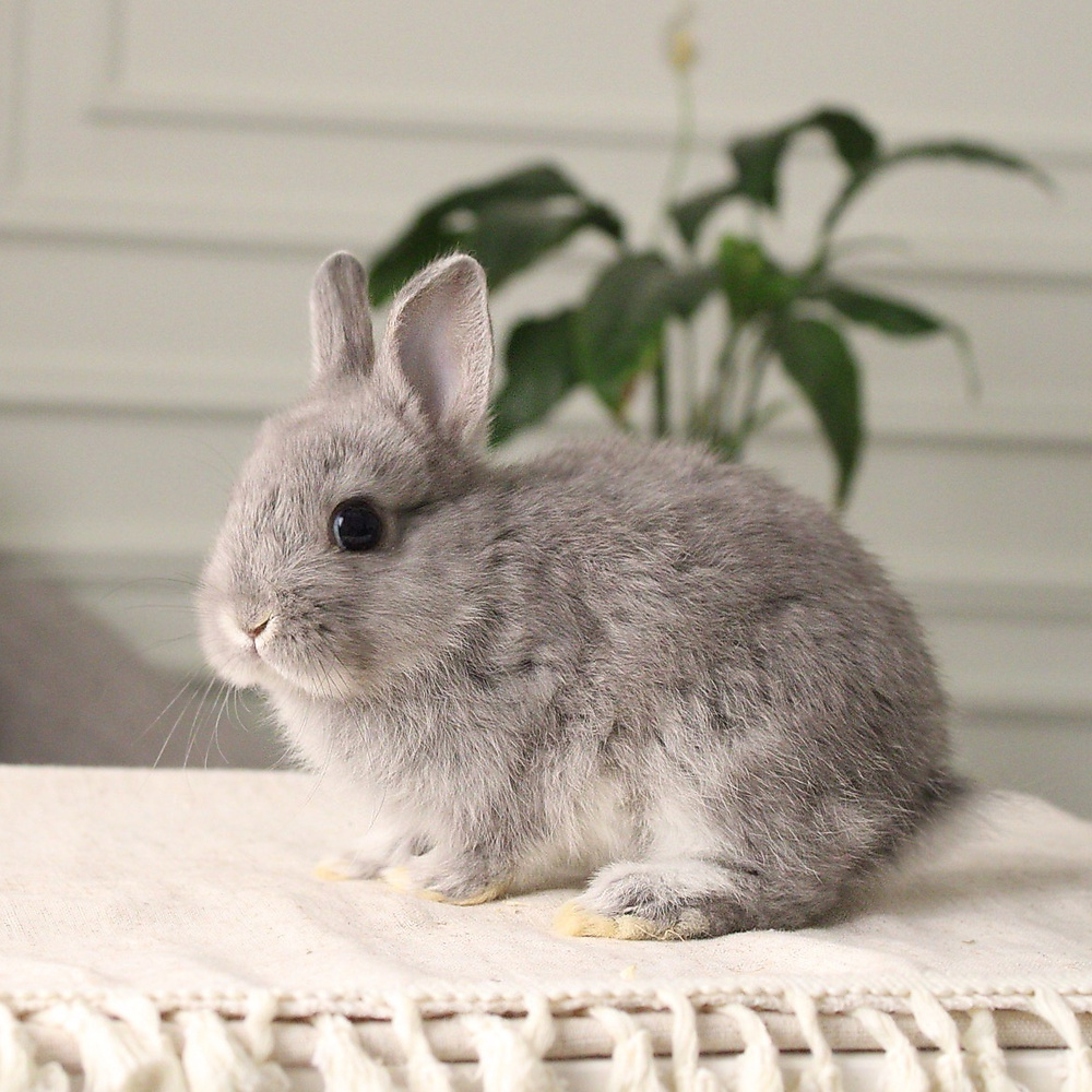 Netherland dwarf  chinchilla