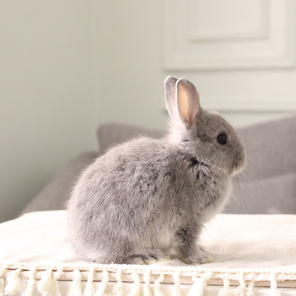 Netherland dwarf  chinchilla