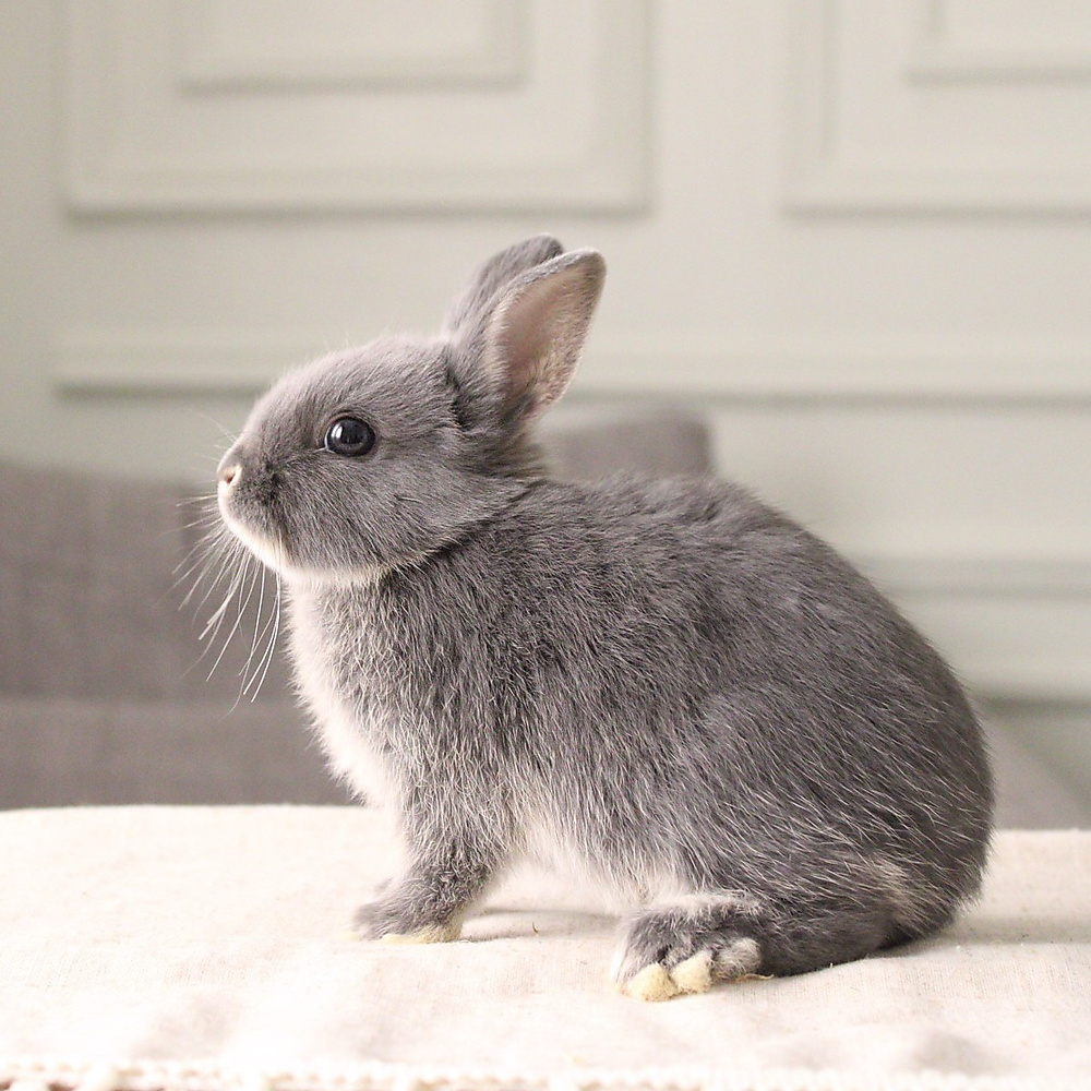 Netherland dwarf blue otter