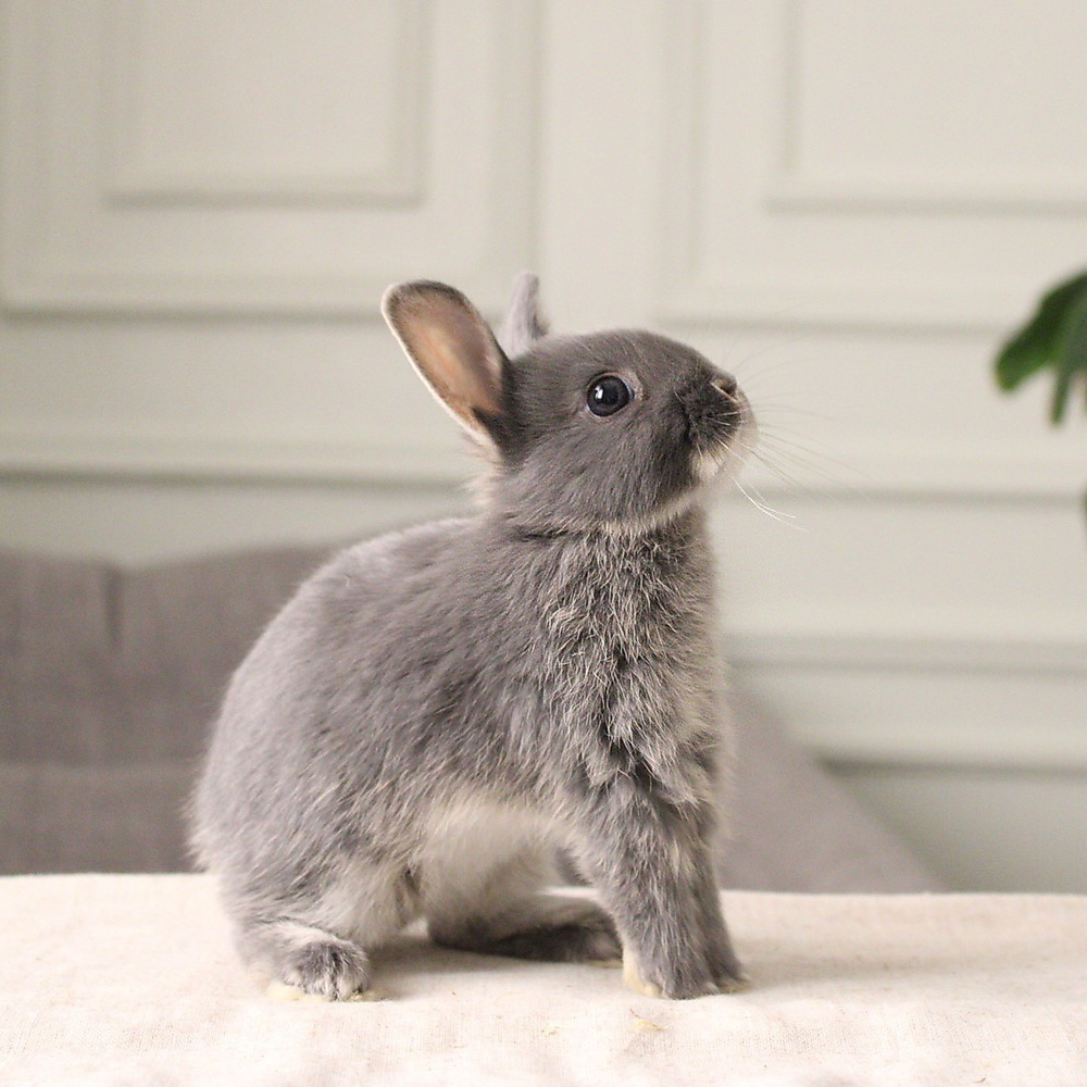 Netherland dwarf blue otter