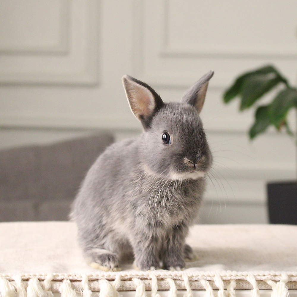 Netherland dwarf blue otter