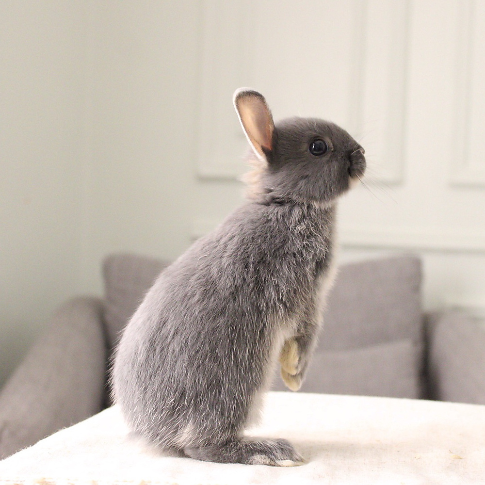 Netherland dwarf blue otter