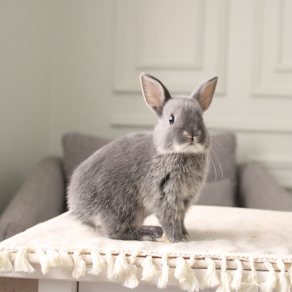 Netherland dwarf blue otter