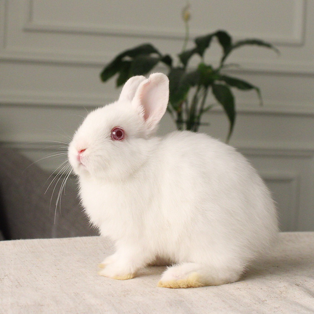 Netherland dwarf rew