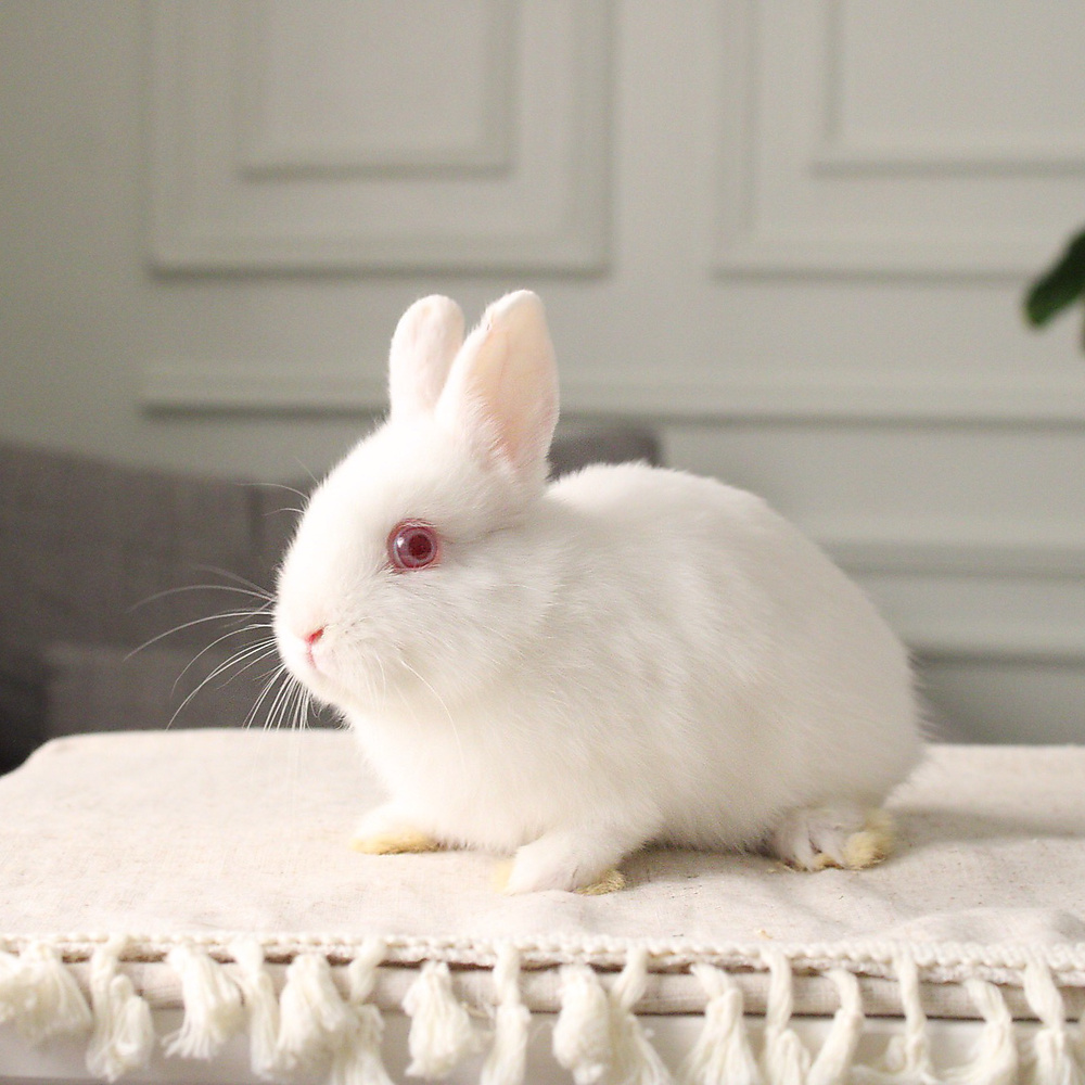 Netherland dwarf rew