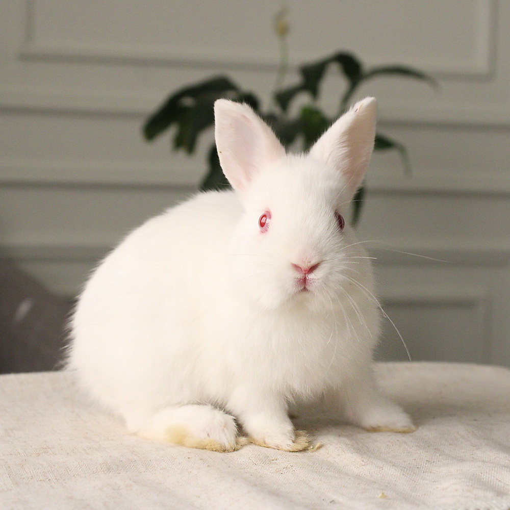 Netherland dwarf rew