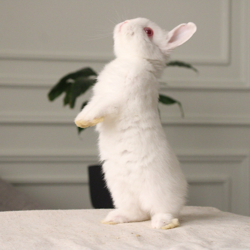 Netherland dwarf rew