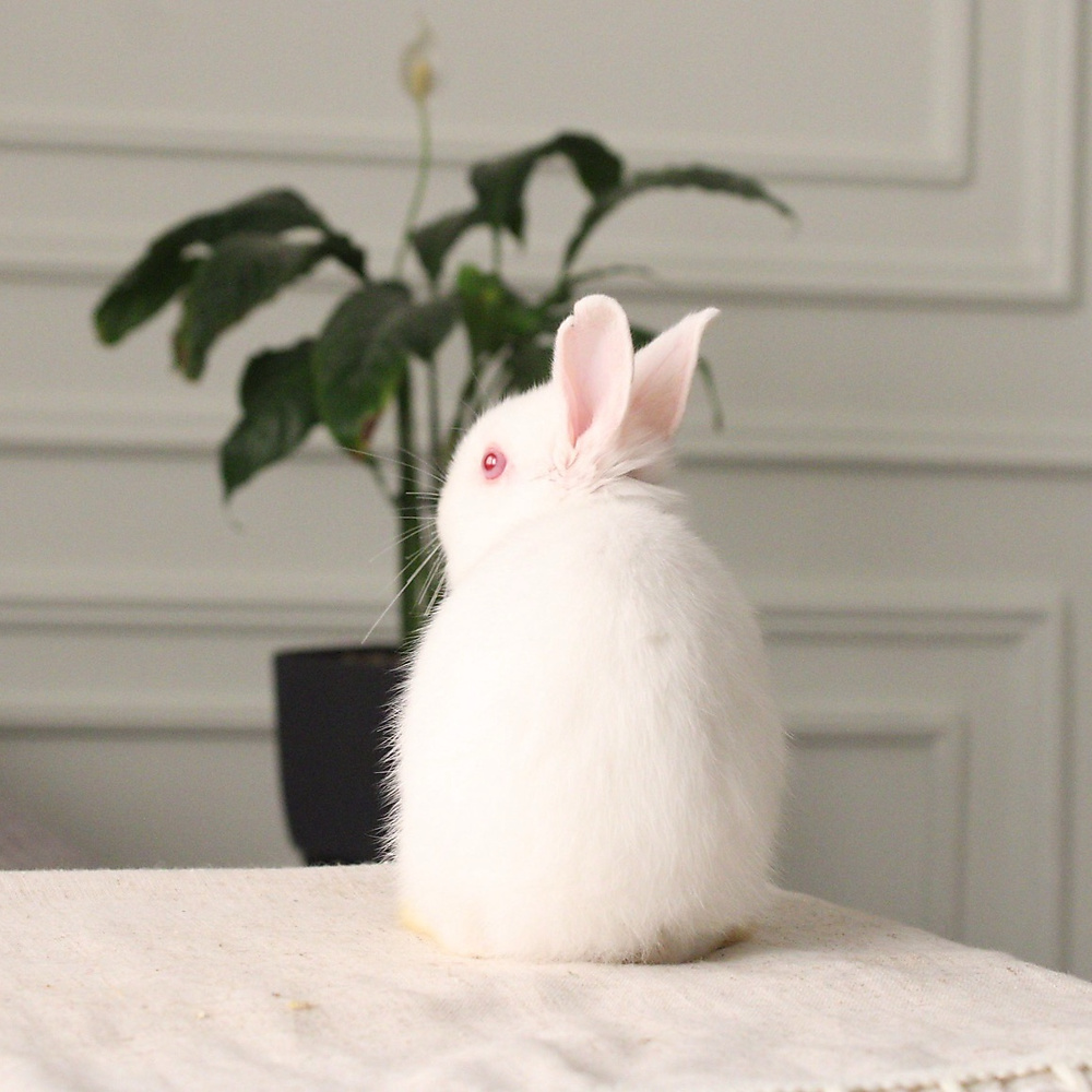 Netherland dwarf rew