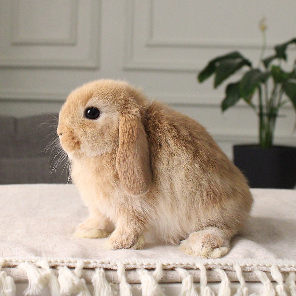 Holland lop - orange