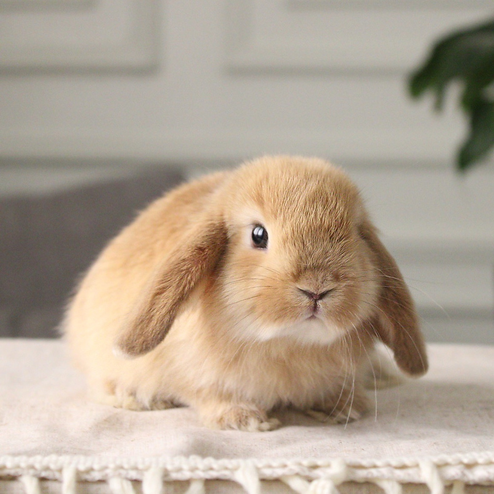 Holland lop - orange