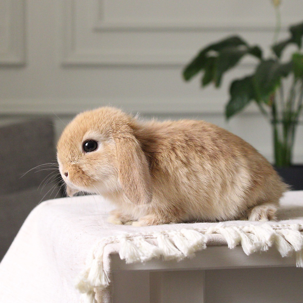 Holland lop - orange