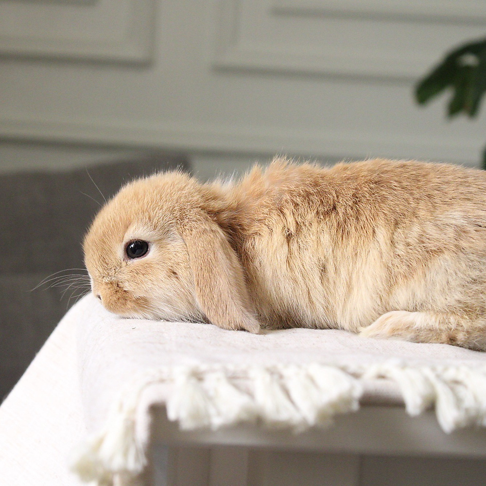 Holland lop - orange