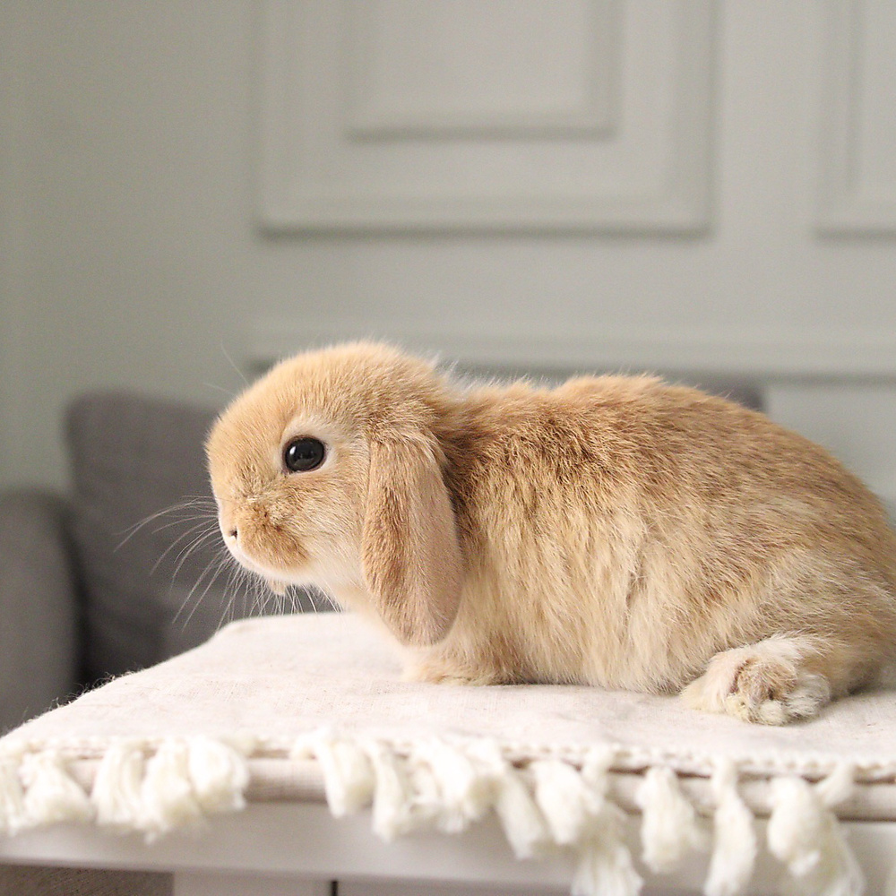Holland lop - orange