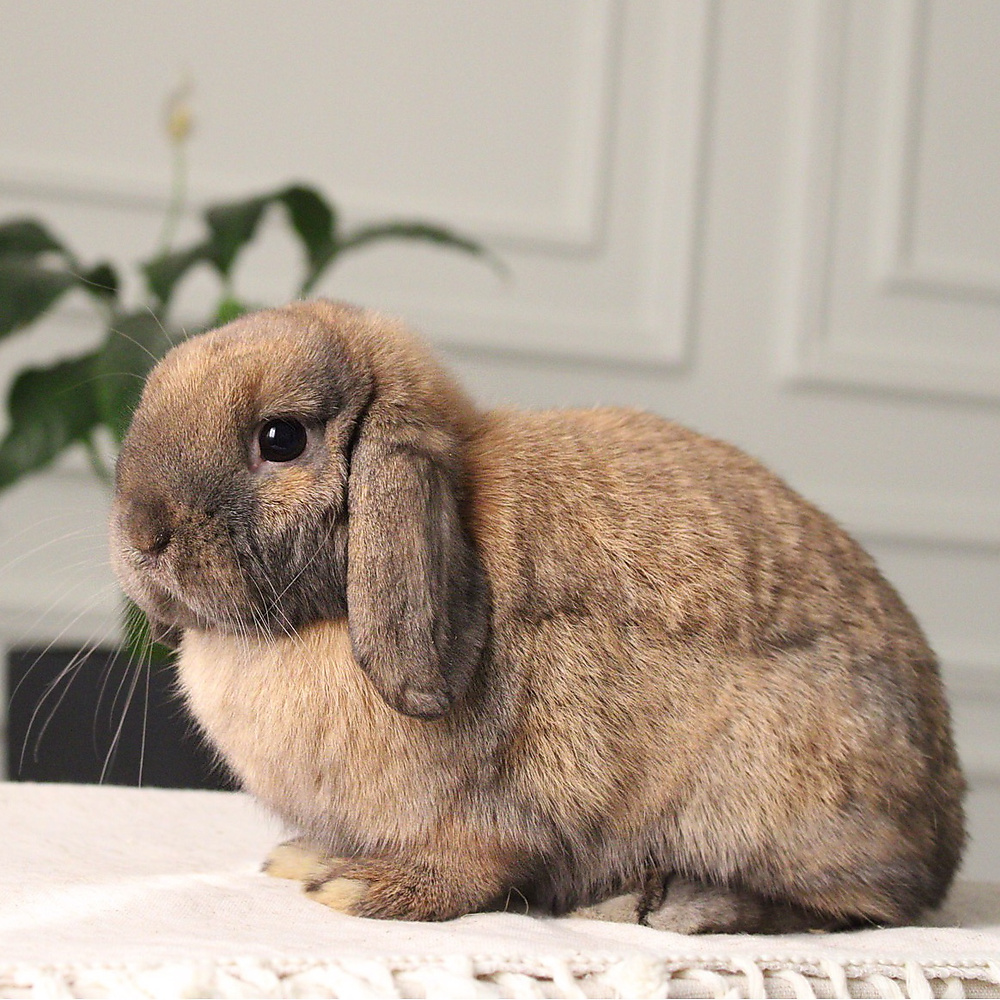 Holland lop - black tort