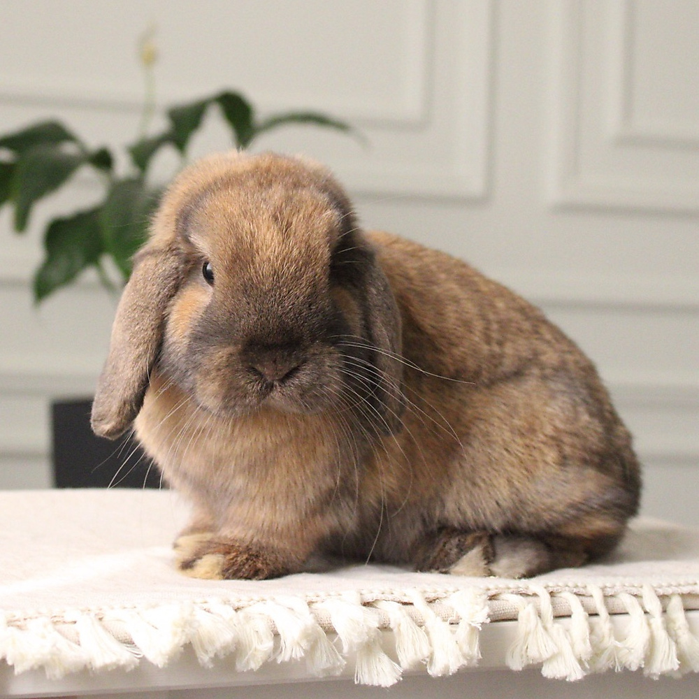 Holland lop - black tort