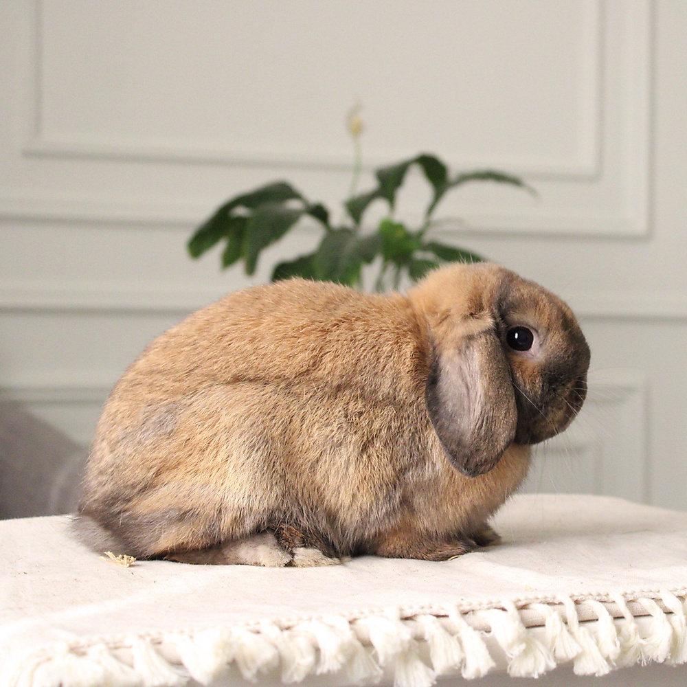 Holland lop - black tort