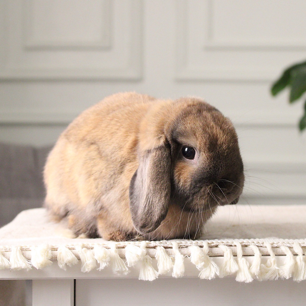 Holland lop - black tort