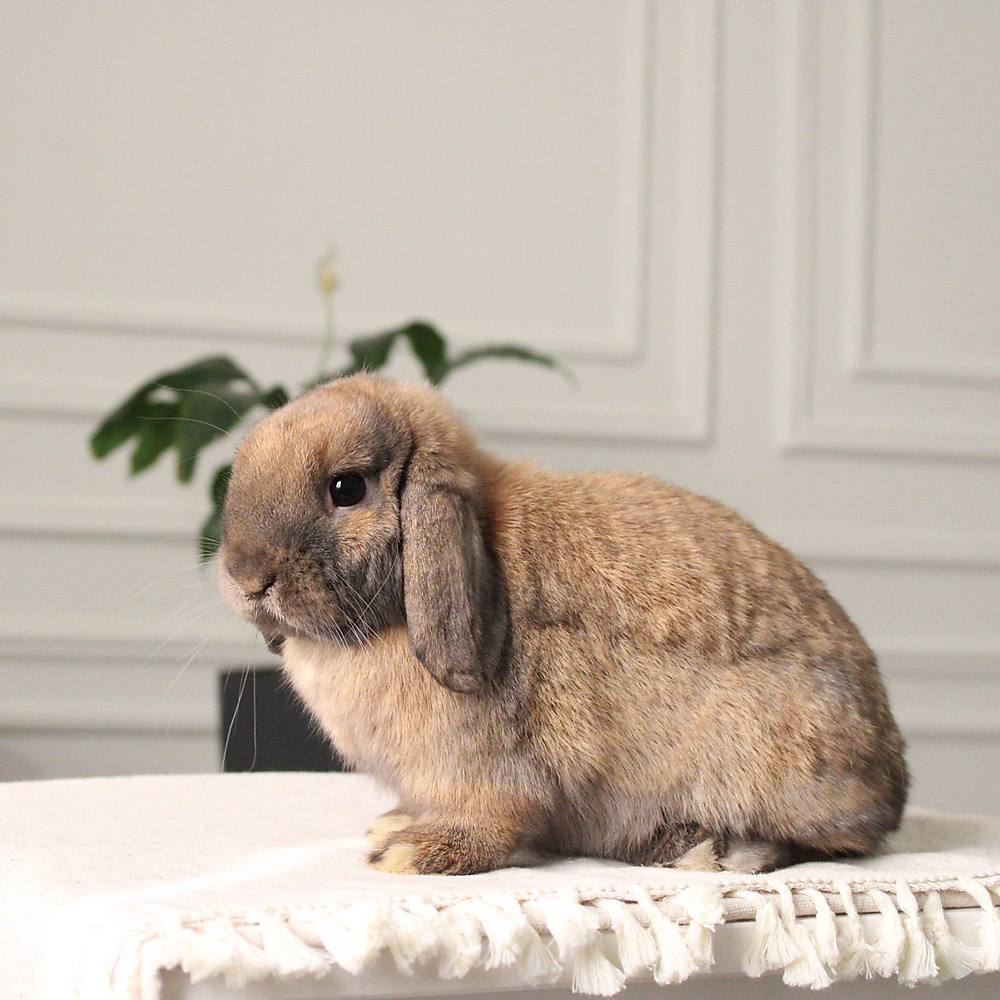 Holland lop - black tort