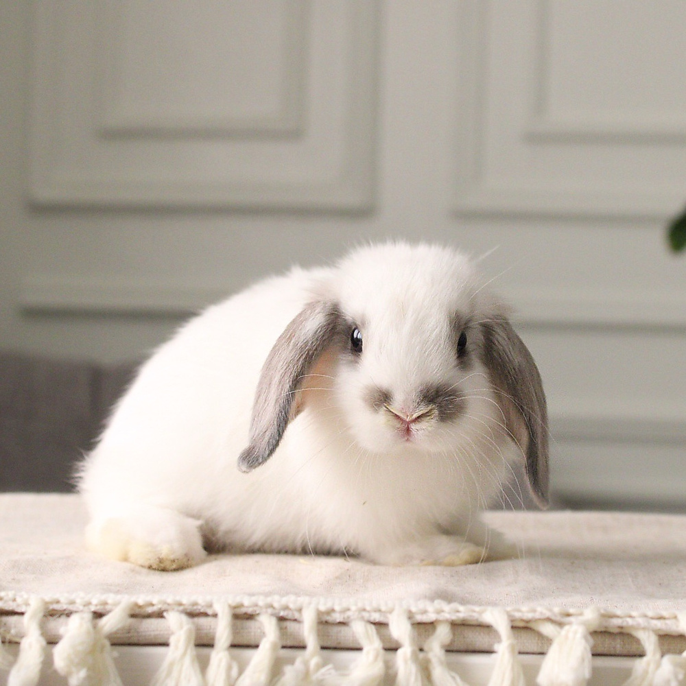 Holland lop - broken blue otter
