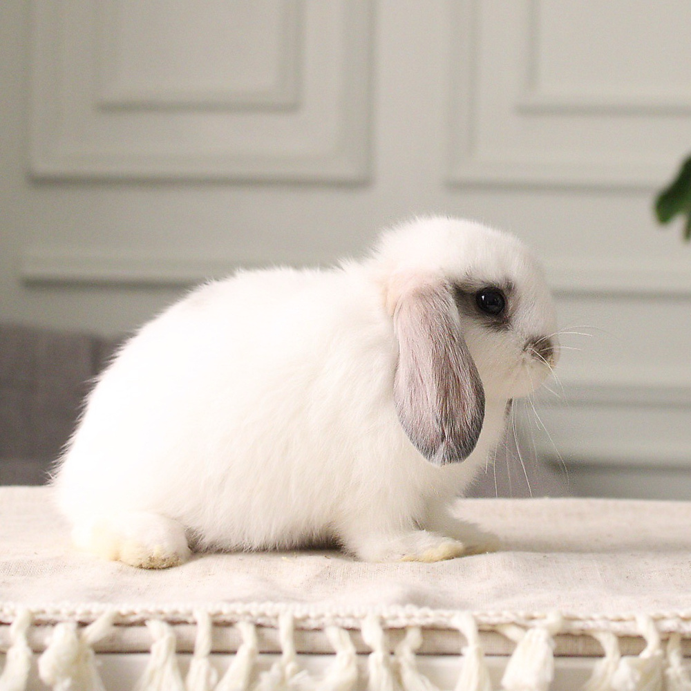 Holland lop - broken blue otter