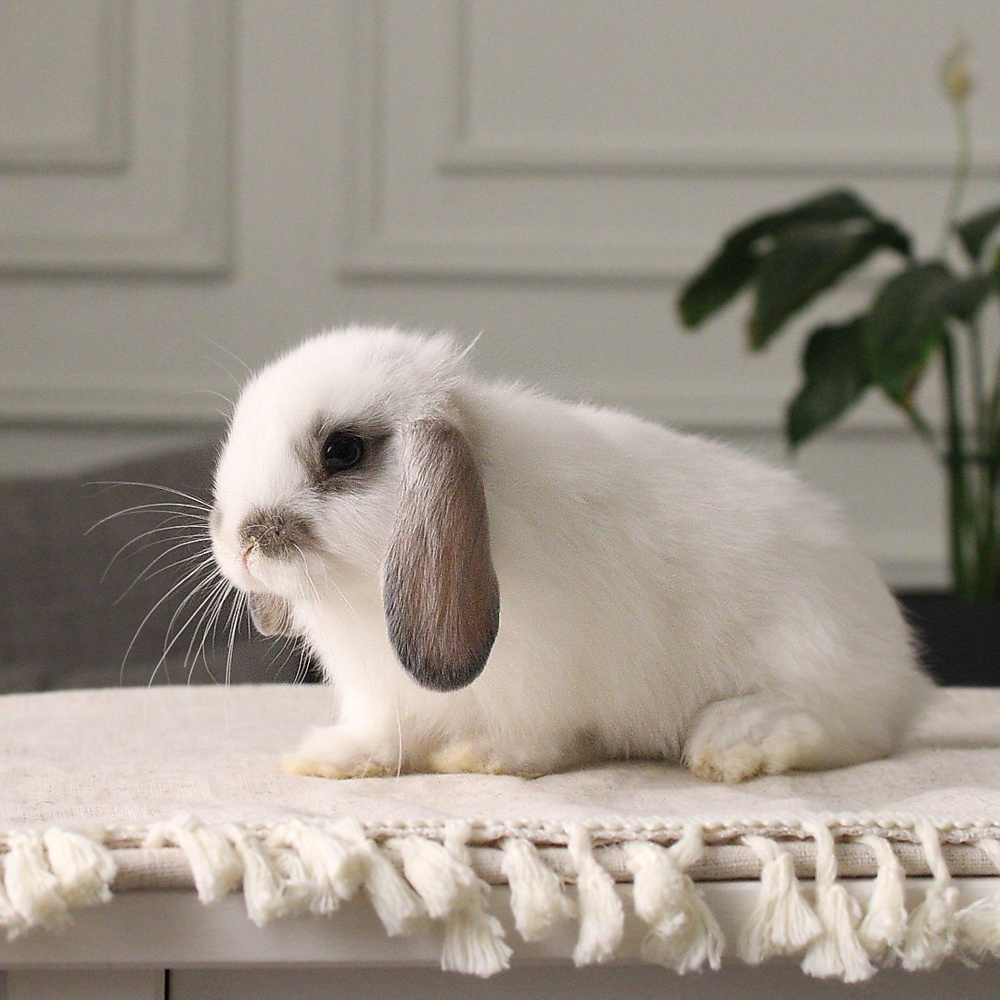 Holland lop - broken blue otter