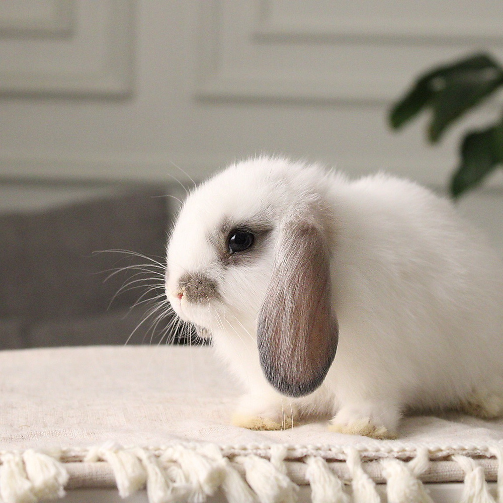 Holland lop - broken blue otter