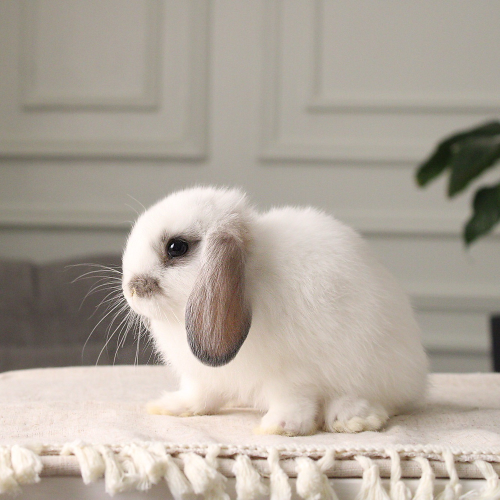 Holland lop - broken blue otter