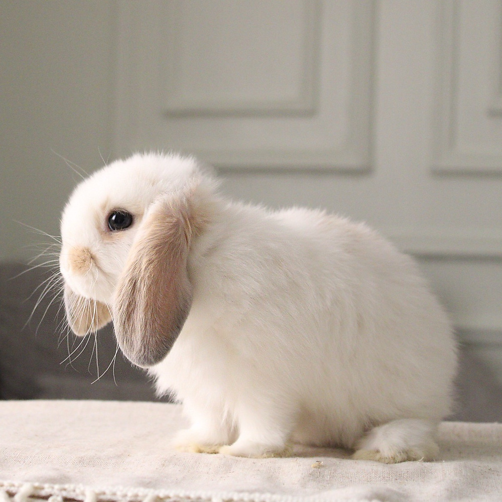 Holland lop - broken