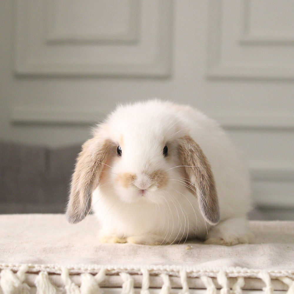 Holland lop - broken