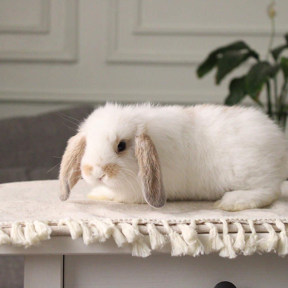 Holland lop - broken