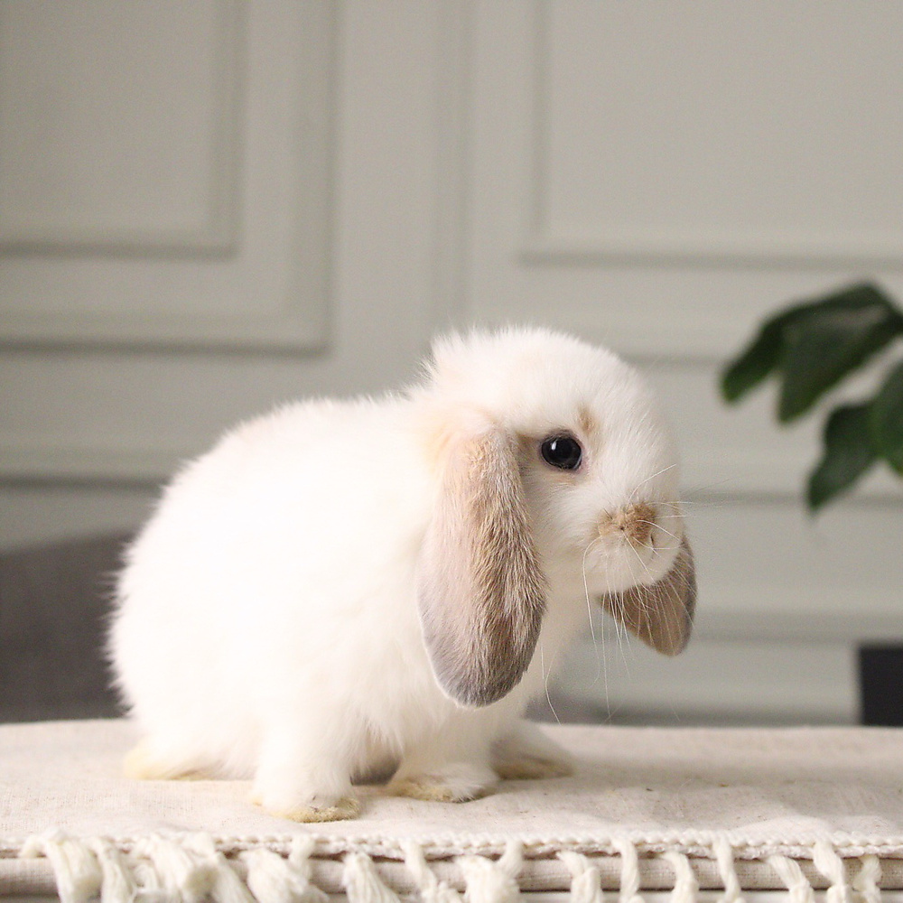 Holland lop - broken