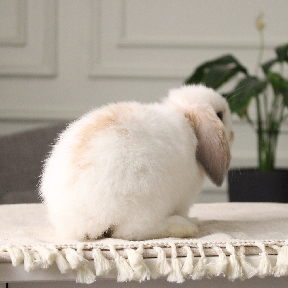 Holland lop - broken