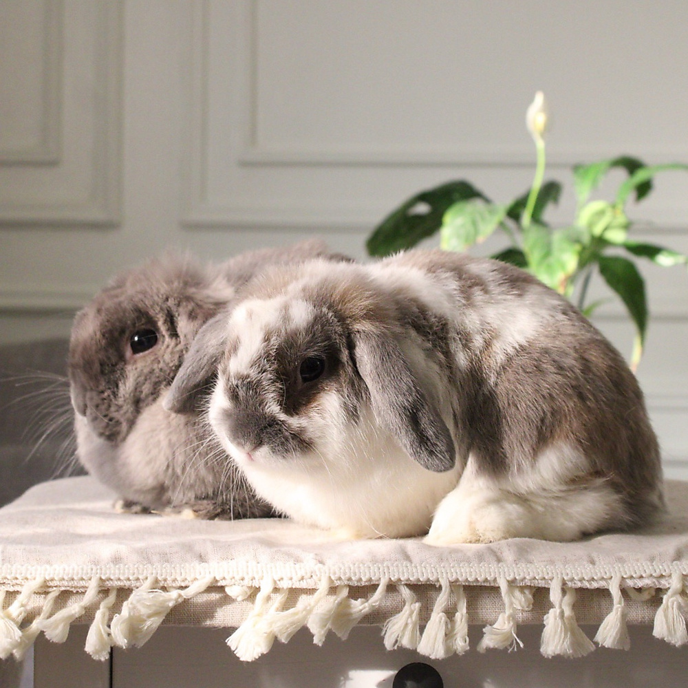 Holland lop pair
