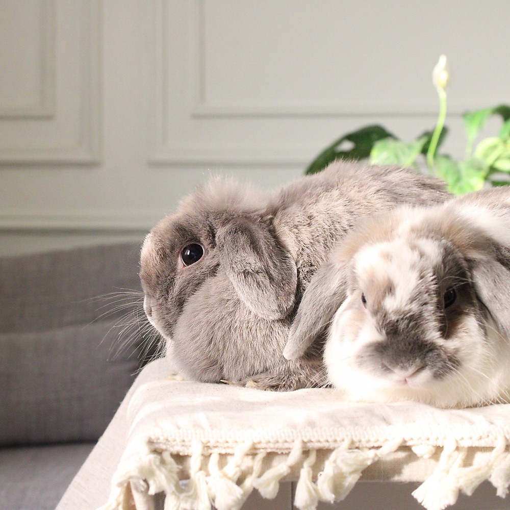 Holland lop pair