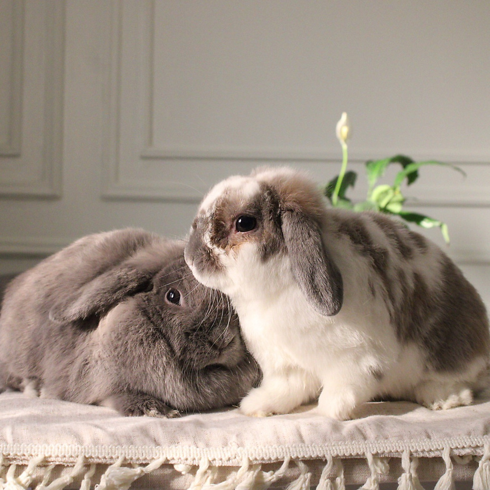 Holland lop pair